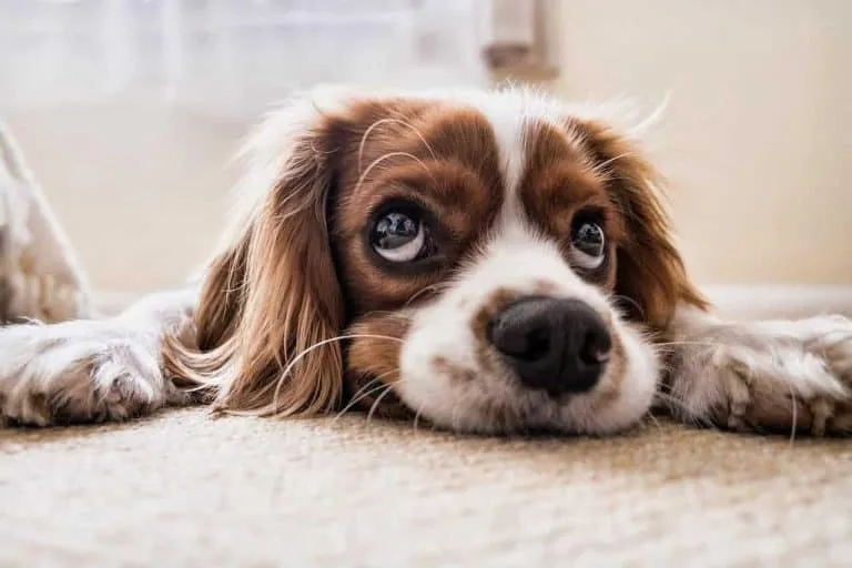 pet insurance veterinary spain insurance dog alicante veterinary insurance mallorca cat medical insurance pet insurance tenerife