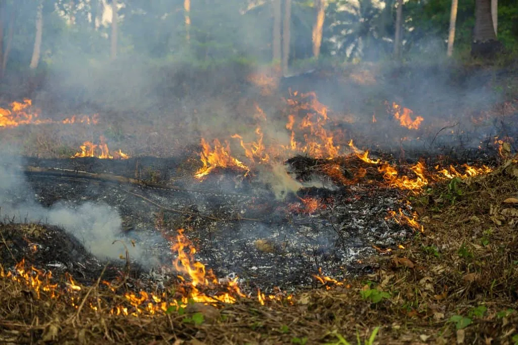 Praktische Ratschläge für diejenigen, die einen Brandschaden erlitten haben LA PALMA