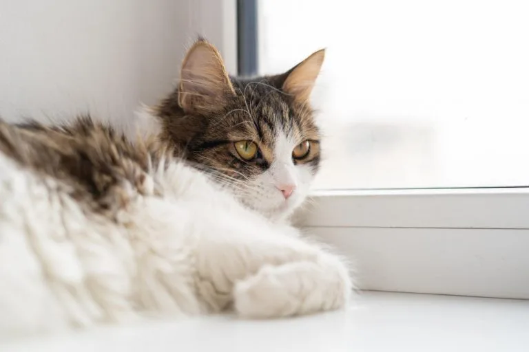 mejor-seguro-mascotas-seguro-veterinario-liberty-perro-gato-c1-broker-seguro-pet